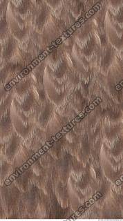 free photo texture of bird feathers